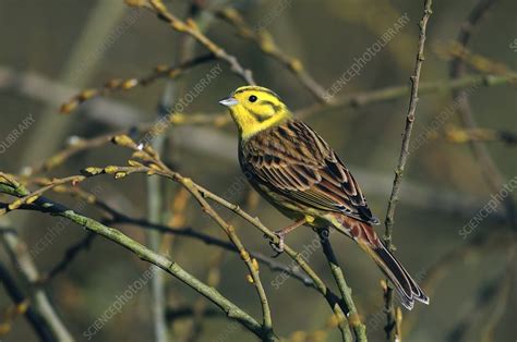  Yellowhammer: Un Cuento De La Vida Campestre Con Sabiduría Inesperada!