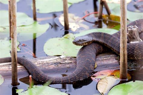  ¿Alak, La Serpiente De Agua: Una Historia Que Resuena con los Miedos y Sueños de una Cultura?